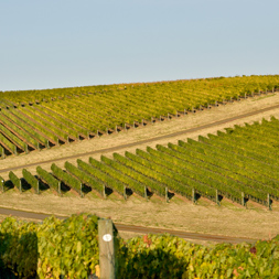 Big Vineyard | Corliss Estates | Sustaining Excellence