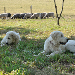 Protector of Land | Corliss Estates | Protector Of Land And Livestock