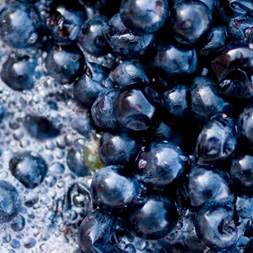 Selection | Corliss Estates | Selection Determines Quality