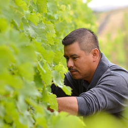Eduardo | Corliss Estates | Rooted In Tradition