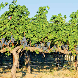 Healthy Sense | Corliss Estates | Healthy Sense Of Place